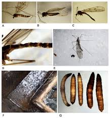 Attēlu rezultāti vaicājumam “Trichocera regelationis”