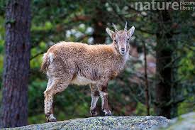 Attēlu rezultāti vaicājumam “Capra juvenile”