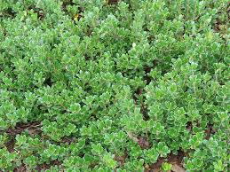 Attēlu rezultāti vaicājumam “Arctostaphylos uva-ursi”