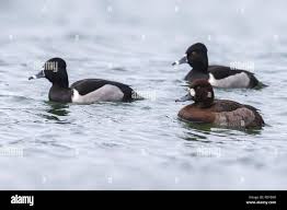 Image result for Aythya marila