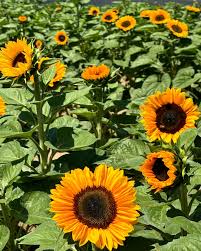 Attēlu rezultāti vaicājumam “Helianthus annuus fruit”