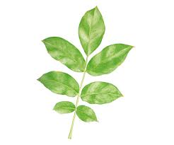 Attēlu rezultāti vaicājumam “Juglans regia leaf”