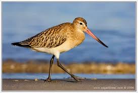 Attēlu rezultāti vaicājumam “Limosa lapponica”