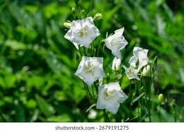 Attēlu rezultāti vaicājumam “Campanula persicifolia bud”
