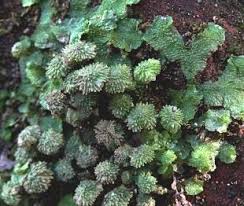 Attēlu rezultāti vaicājumam “Blepharostoma trichophyllum sporophyte”
