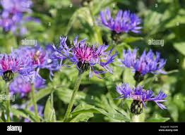 Image result for Flockenblume