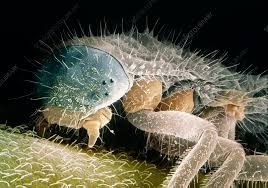 Attēlu rezultāti vaicājumam “Coccinella septempunctata larva”