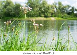 Attēlu rezultāti vaicājumam “Butomaceae”
