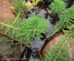 「粉綠狐尾藻」的圖片搜尋結果
