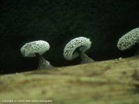 Attēlu rezultāti vaicājumam “Didymium clavus”