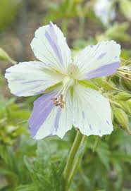 Attēlu rezultāti vaicājumam “Geranium pratense flower”