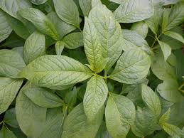 Attēlu rezultāti vaicājumam “Scopolia carniolica leaf”