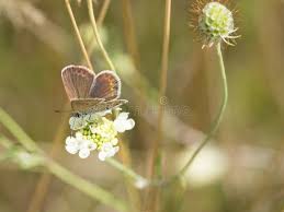 Attēlu rezultāti vaicājumam “Plebejus argus female”