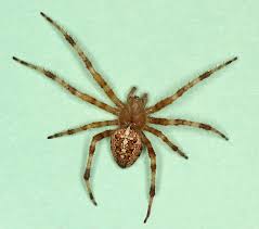 Attēlu rezultāti vaicājumam “Araneus diadematus female”