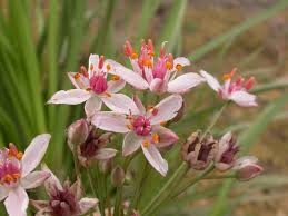 Attēlu rezultāti vaicājumam “Butomus umbellatus bud”