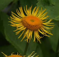 Image result for Telekia speciosa