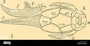 Attēlu rezultāti vaicājumam “Placodermi”