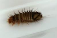 Attēlu rezultāti vaicājumam “Anthrenus sp. imago”