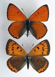 Attēlu rezultāti vaicājumam “Lycaena dispar male”