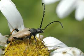Attēlu rezultāti vaicājumam “Leptura rubra”