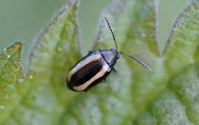 Attēlu rezultāti vaicājumam “Alticinae”