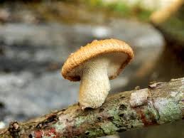 Attēlu rezultāti vaicājumam “Polyporus ciliatus”
