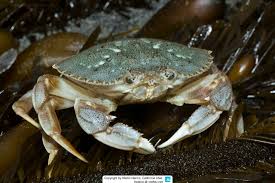 Image result for Metacarcinus magister