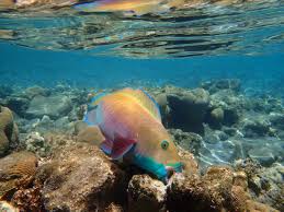 Image result for Chlorurus gibbus