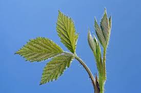 Attēlu rezultāti vaicājumam “Rubus plicatus leaf”