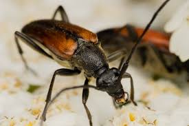 Attēlu rezultāti vaicājumam “Stenurella melanura”