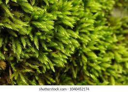 Attēlu rezultāti vaicājumam “Leucodon sciuroides”