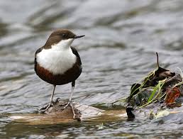 Attēlu rezultāti vaicājumam “Cinclus cinclus”