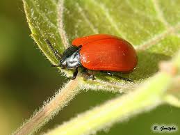 Attēlu rezultāti vaicājumam “Chrysomela populi”