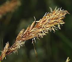 Attēlu rezultāti vaicājumam “Carex disticha”