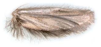 Attēlu rezultāti vaicājumam “Monopis weaverella”