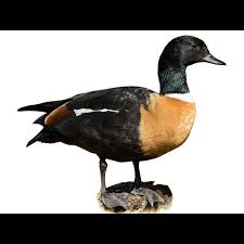 Attēlu rezultāti vaicājumam “Tadorna tadorna male”