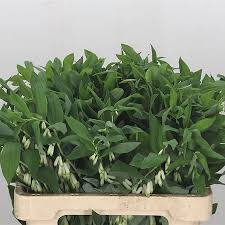 Attēlu rezultāti vaicājumam “Polygonatum multiflorum”