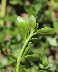 Attēlu rezultāti vaicājumam “Herniaria glabra leaf”