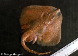 Image result for Leucoraja ocellata