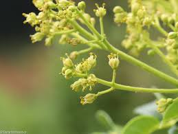 Attēlu rezultāti vaicājumam “Phellodendron amurense bud”