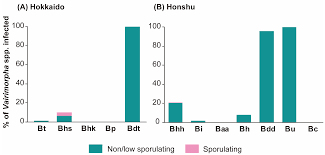 Attēlu rezultāti vaicājumam “Badhamia affinis var. microspora macro”