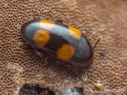 Attēlu rezultāti vaicājumam “Erotylidae”