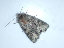 Attēlu rezultāti vaicājumam “Oligia sp.”