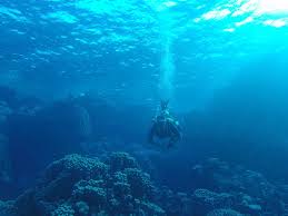 Image result for Mole Valley Sub Aqua Club