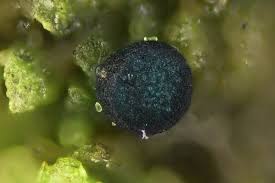 Attēlu rezultāti vaicājumam “Mniaecia jungermanniae”