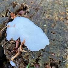 Attēlu rezultāti vaicājumam “Symphytocarpus flaccidus”