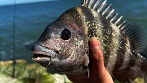 Image result for Archosargus probatocephalus