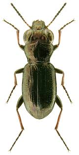 Attēlu rezultāti vaicājumam “Notiophilus germinyi”