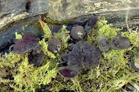 Attēlu rezultāti vaicājumam “Ionomidotis irregularis”