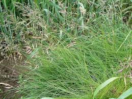 Attēlu rezultāti vaicājumam “Festuca rubra subsp. rubra fruit”